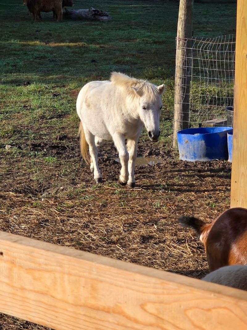 This Authentic Georgia Farm Blessing Creek Farms Georgia Brings Country Living To Life In 2026 - Decor Hint Photography Sessions with Farm Animals