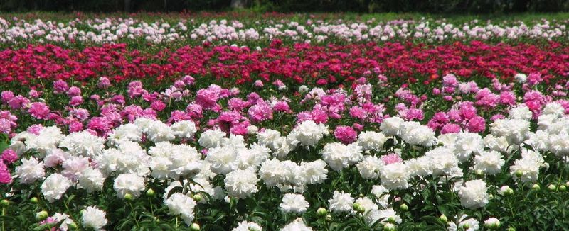 Customer Reviews Praise Bulb Quality