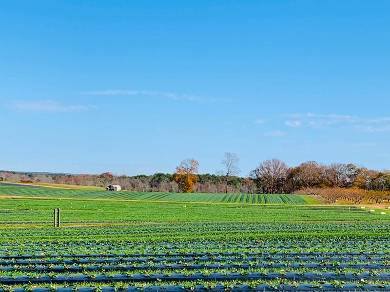 Pick Your Own Georgia Peaches & Experience Farm Life At This 330-Acre Farmland In McDonough - Decor Hint Scenic Rural Georgia Setting