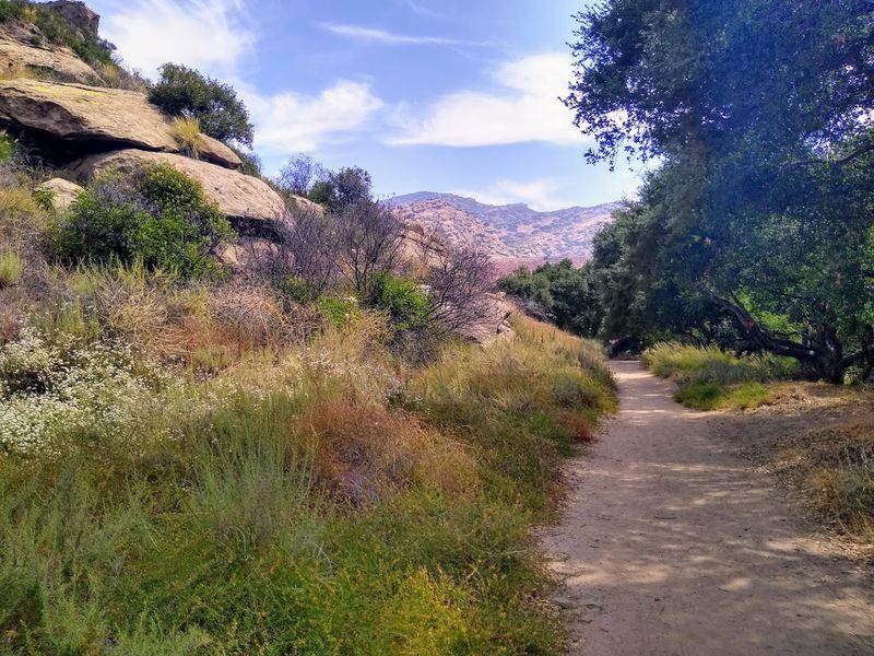 Around 400 Plant Species Thriving In Desert Conditions