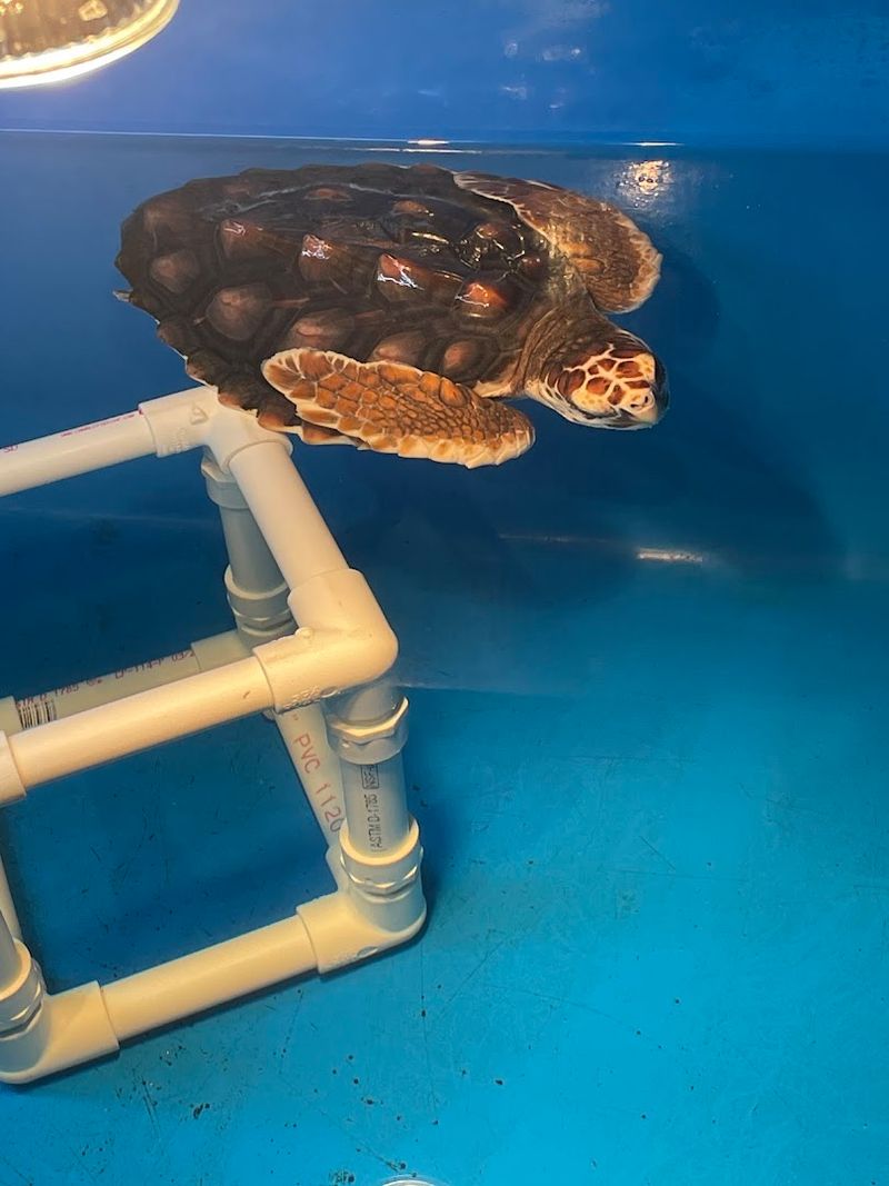 Touch Tank Adventures