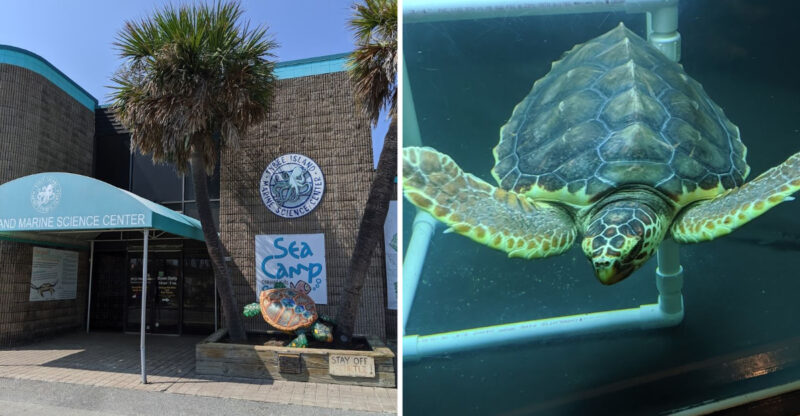 Get Your Feet Muddy And Catch Hermit Crabs At This Hands-On Marine Science Center On Tybee Island Georgia
