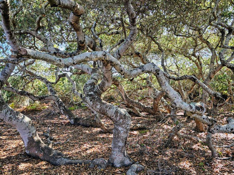Elfin Forest Offers Unique Coastal Hiking