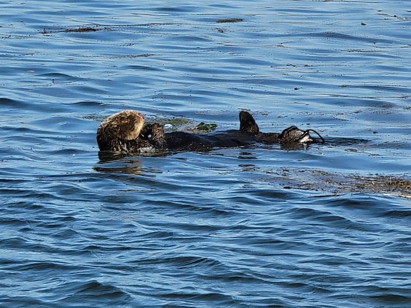 Spring Marine Mammal Baby Tours Capture Special Moments