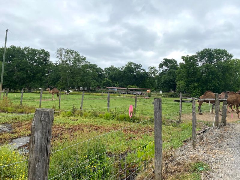 This Unassuming Georgia Farm Is Secretly Home To Some Of The World's Most Exotic Animals - Decor Hint Drive-Thru Tours for a More Relaxed Adventure