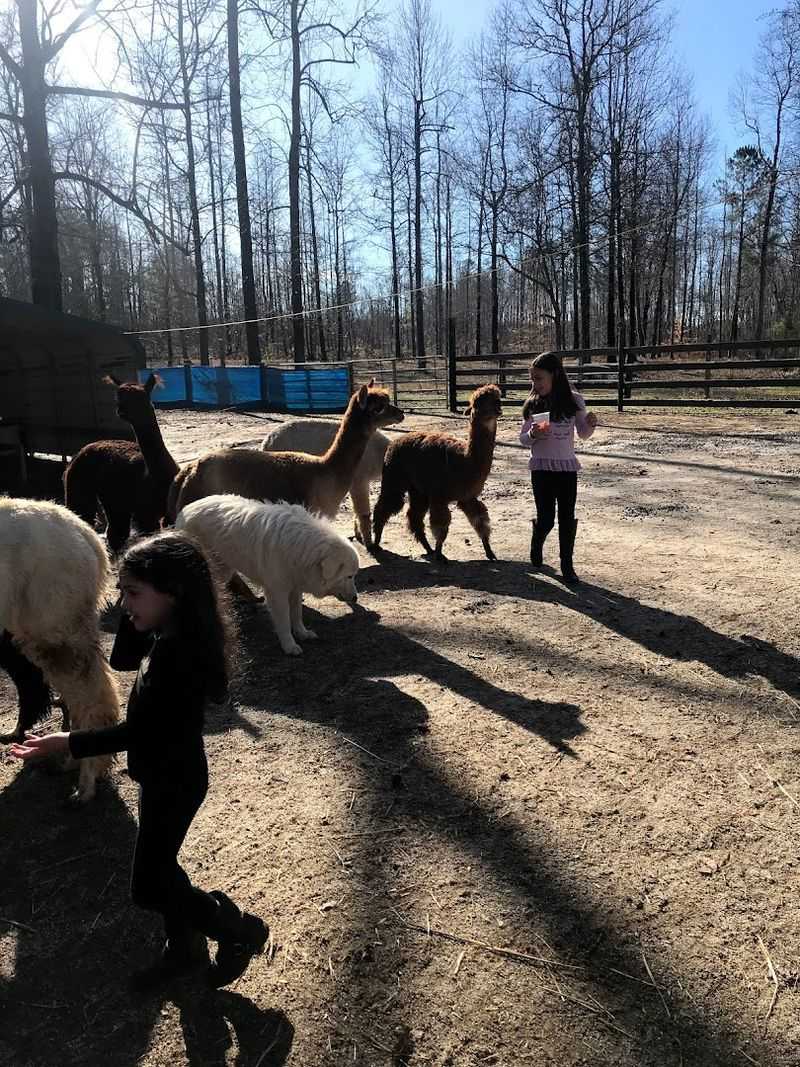 These Up-Close Alpaca Moments Make L & R Alpaca Haven Farm Georgia Worth The Trip - Decor Hint Hands-On Feeding Experience