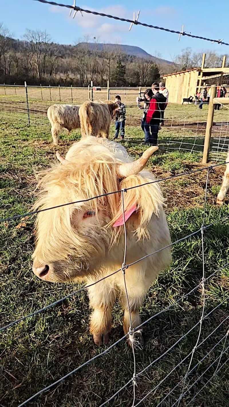 This Authentic Georgia Farm Blessing Creek Farms Georgia Brings Country Living To Life In 2026 - Decor Hint Cow Cuddle Sessions