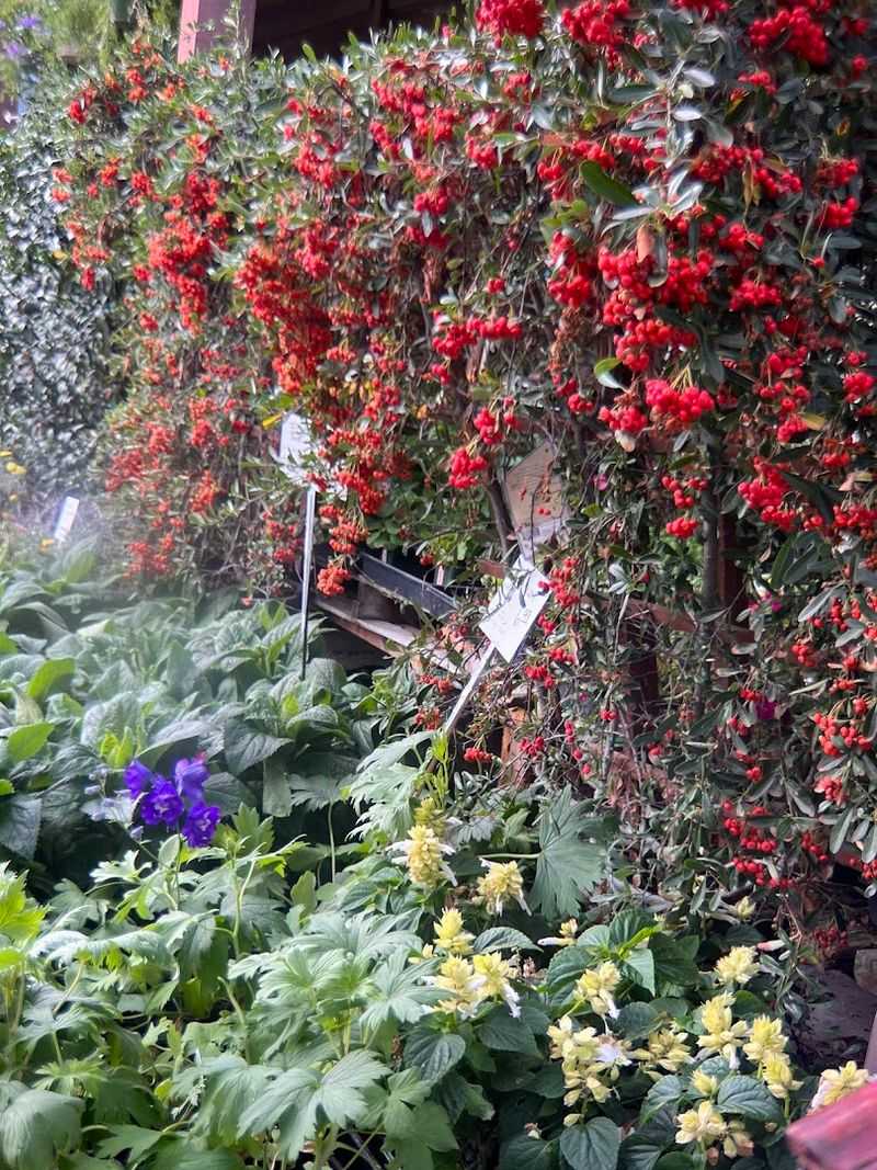 This Captivating Southern California Coastal Drive Is Even More Stunning In March - Decor Hint Native Plant Sales In Early Spring
