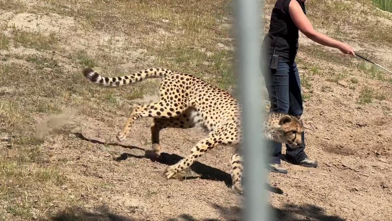 Conservation And Education Efforts