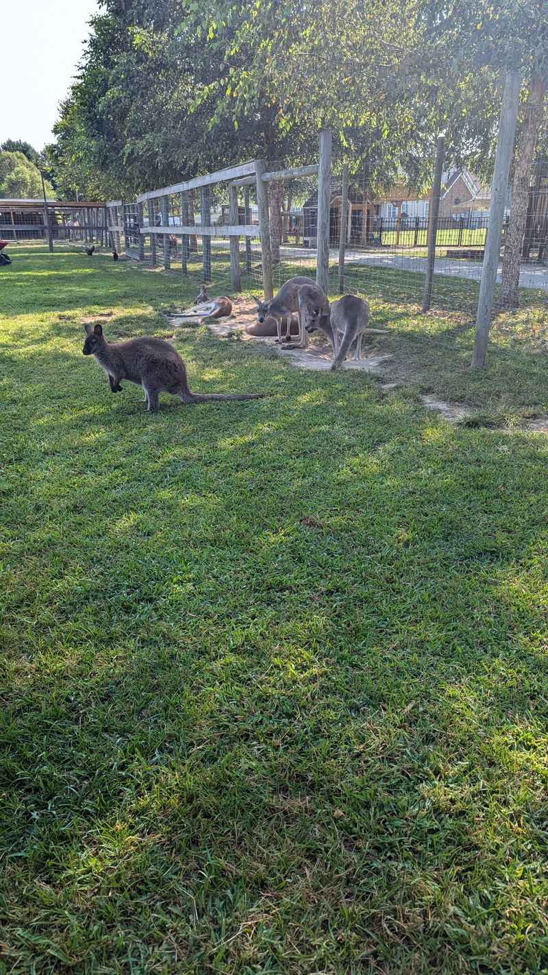 This North Carolina Sanctuary Turns Into A Summer Safari Adventure - Decor Hint Kangaroo Encounters That Redefine Up-Close Animal Experiences