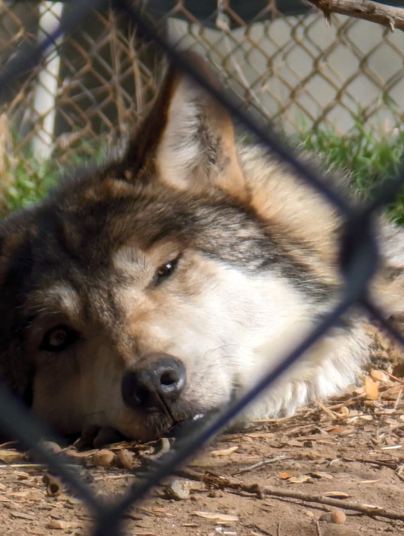 Active Role In Mexican Wolf Species Survival Plan