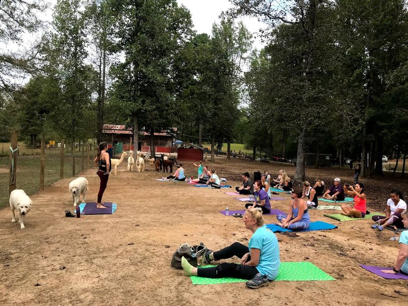 These Up-Close Alpaca Moments Make L & R Alpaca Haven Farm Georgia Worth The Trip - Decor Hint Educational Programs for All Ages