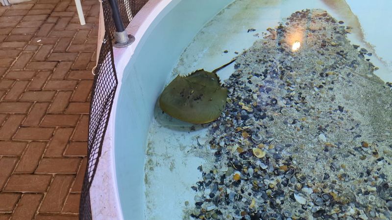 Storm Surge And Coastal Resilience Learning