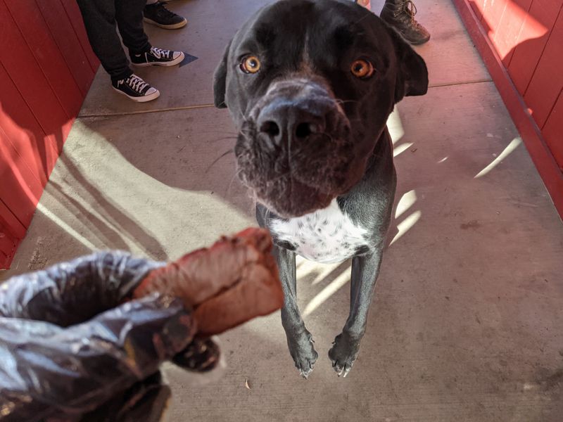 This No-Frills California Restaurant Has BBQ Ribs People Cross The State To Eat - Decor Hint Pet-Friendly Outdoor Seating Welcomes Four-Legged Travelers
