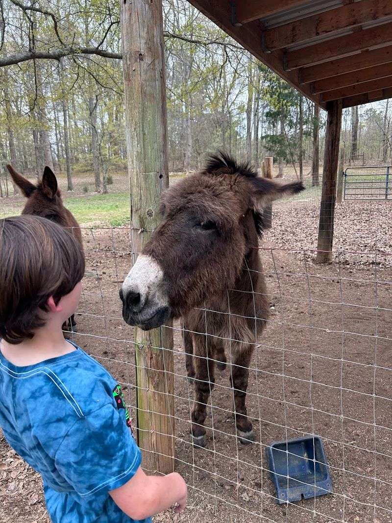 These Up-Close Alpaca Moments Make L & R Alpaca Haven Farm Georgia Worth The Trip - Decor Hint Petting Other Farm Animals Beyond the Alpacas