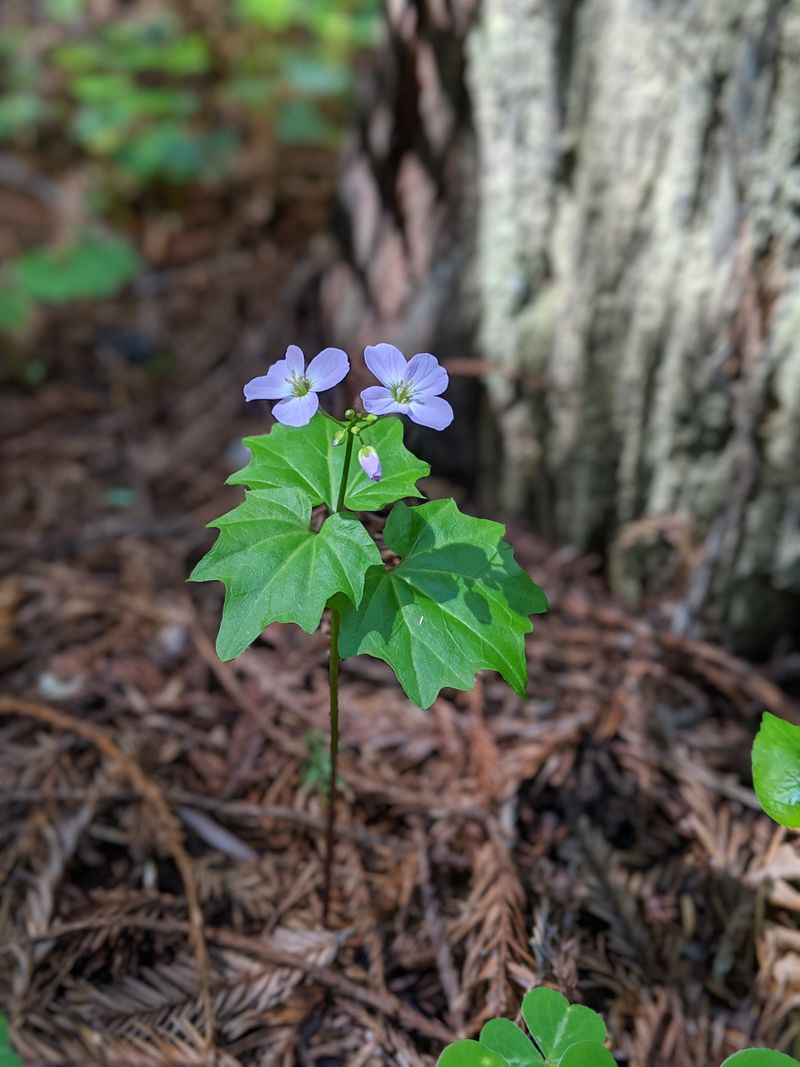 Rich Biodiversity Beyond The Trees