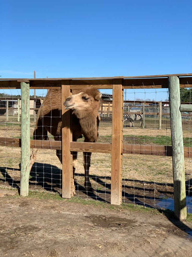 This North Carolina Sanctuary Turns Into A Summer Safari Adventure - Decor Hint Special Animal Encounters And Private Interaction Sessions
