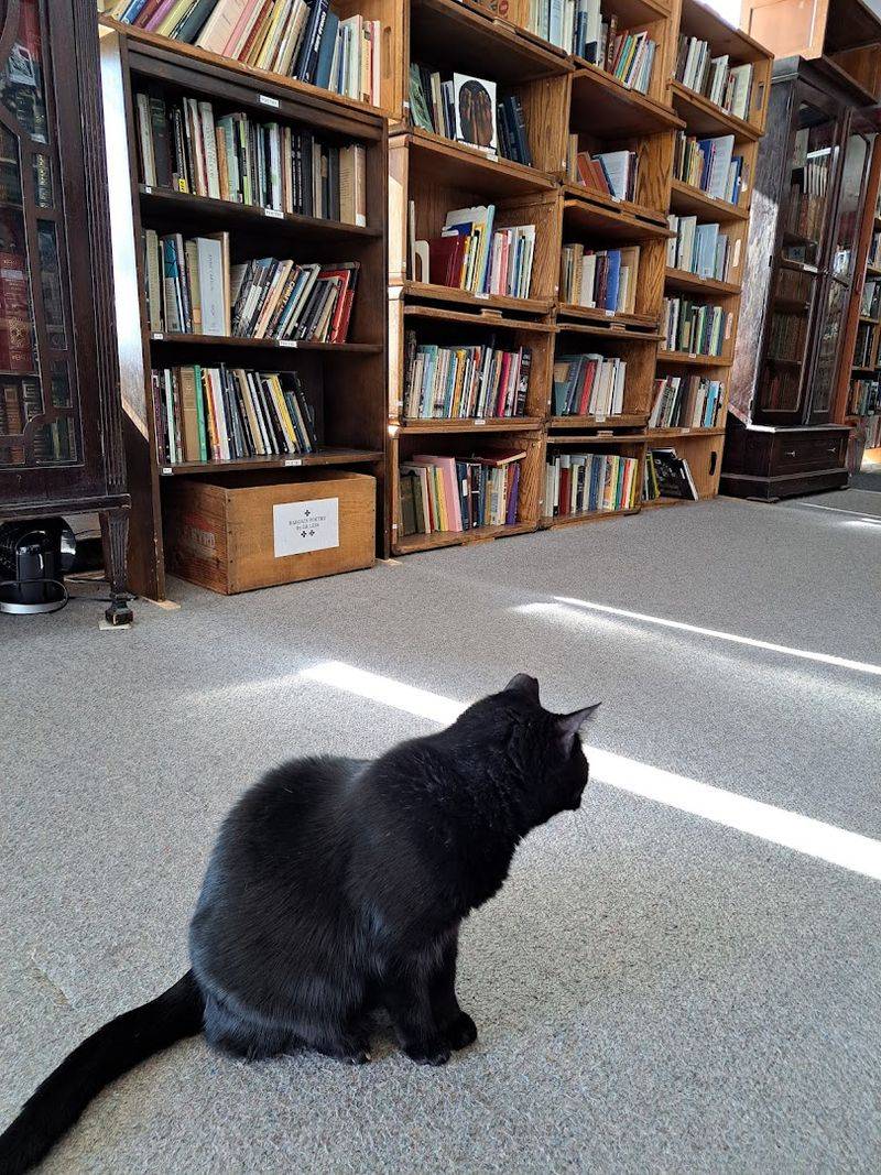 This Atlanta Georgia Bookstore Has 80,000 Books Secret Basement Treasures And Hollywood-Famous Cats - Decor Hint Children's Books That Span Generations