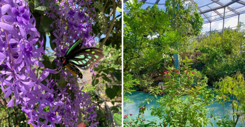 Inside Florida’s And The World’s Largest Butterfly Conservatory Where Reality Softens