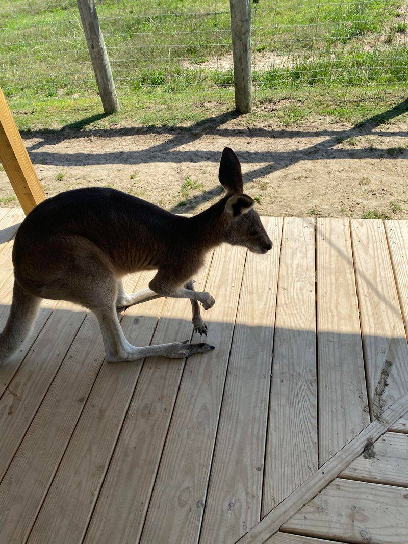 This North Carolina Sanctuary Turns Into A Summer Safari Adventure - Decor Hint Overnight Stays Inside The Kangaroo Cottage