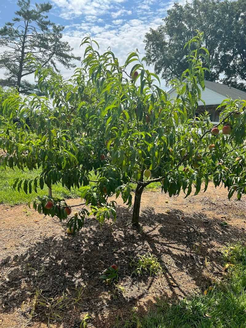 Well-Maintained And Accessible Grounds