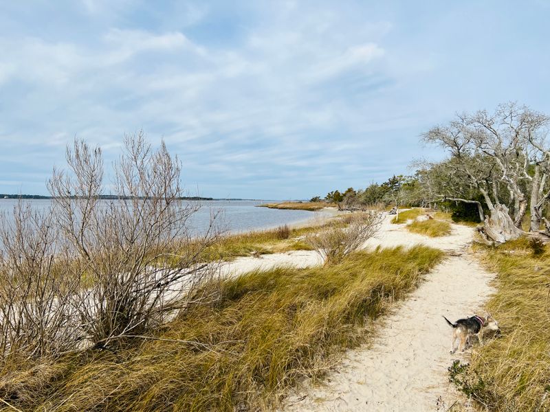 Carolina Beach State Park, Carolina Beach