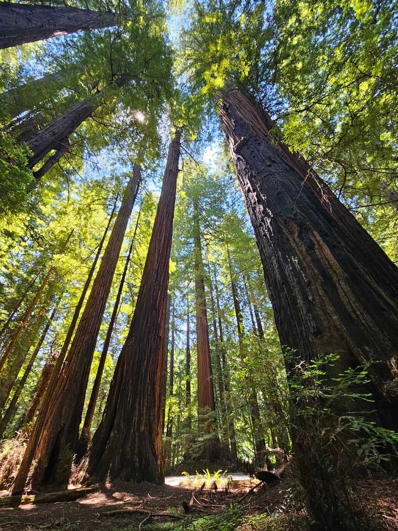 Avenue Of The Giants Scenic Drive