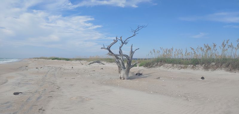 Critical Sea Turtle Nesting Sanctuary