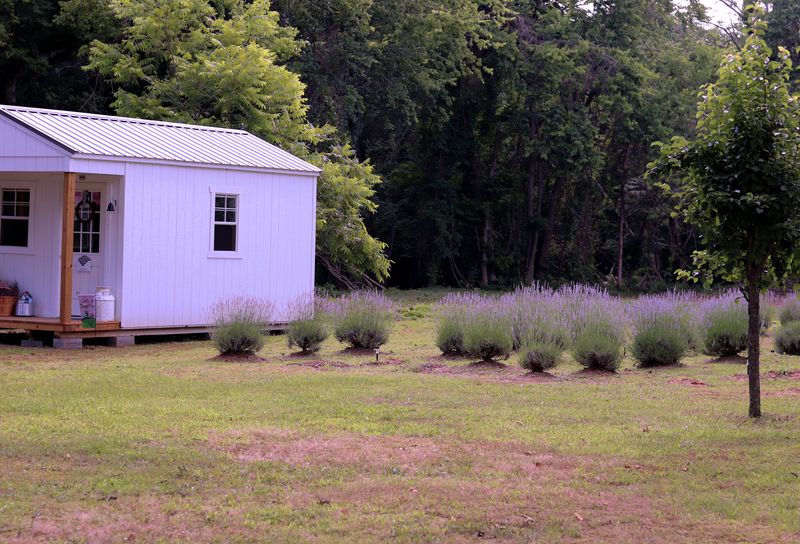 The Therapeutic Power Of Lavender Fields