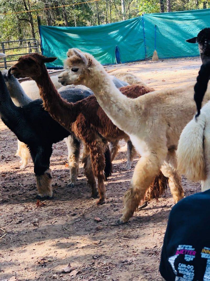These Up-Close Alpaca Moments Make L & R Alpaca Haven Farm Georgia Worth The Trip - Decor Hint High-Quality Alpaca Fiber Products to Take Home