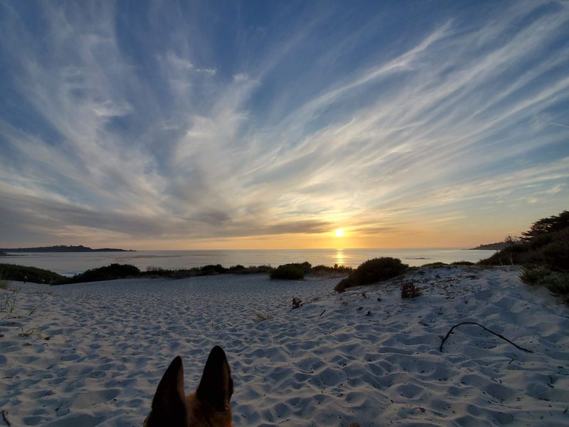 Dogs Enjoy Remarkable Freedom Throughout Town