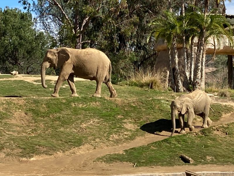 Denny Sanford Elephant Valley Opens March 2026