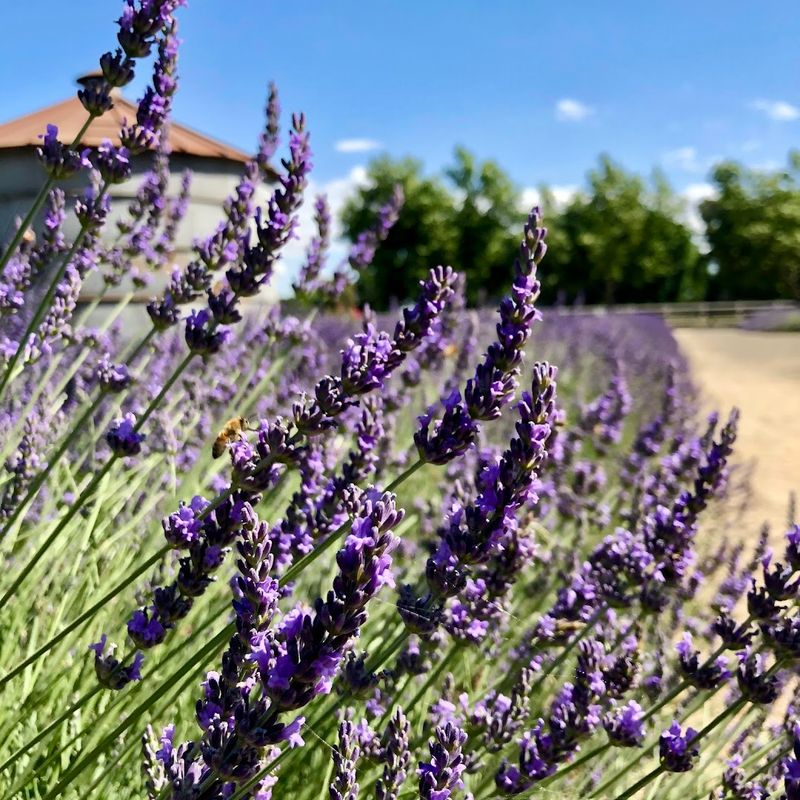 This California Lavender Farm Feels Like Heaven When It's In Full Bloom - Decor Hint Over An Acre Of Hand-Harvested Lavender