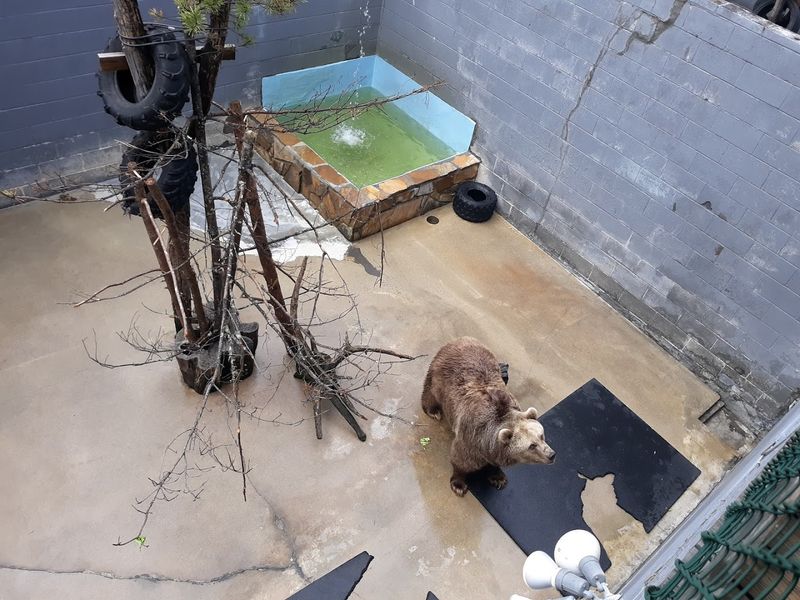 Meet Bears Up Close In North Carolina This Weekend - Decor Hint Mixed Reviews On Enclosure Conditions