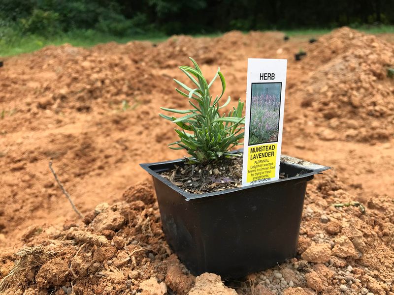 Online Shopping For Distant Admirers