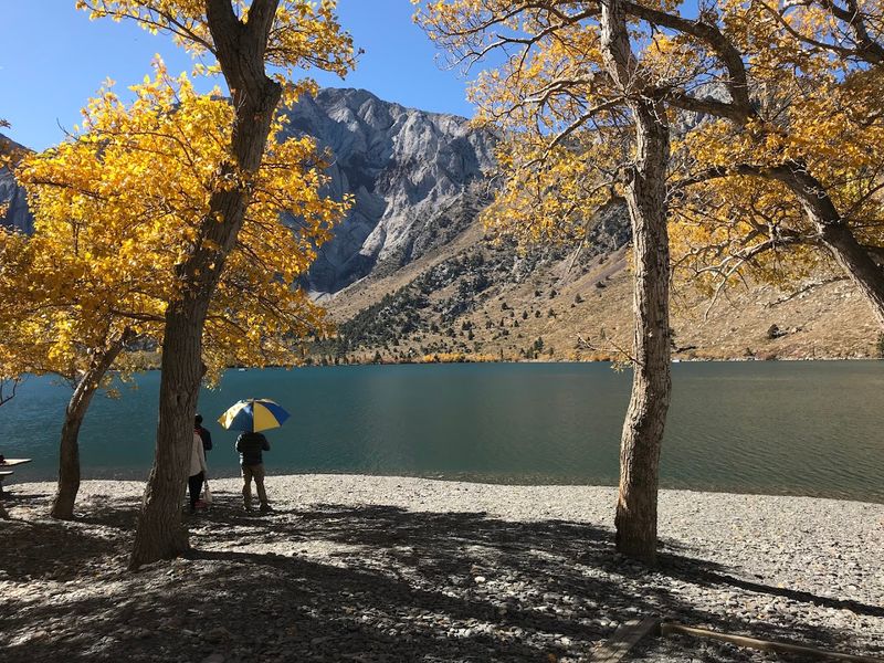 Trophy Rainbow And Brown Trout