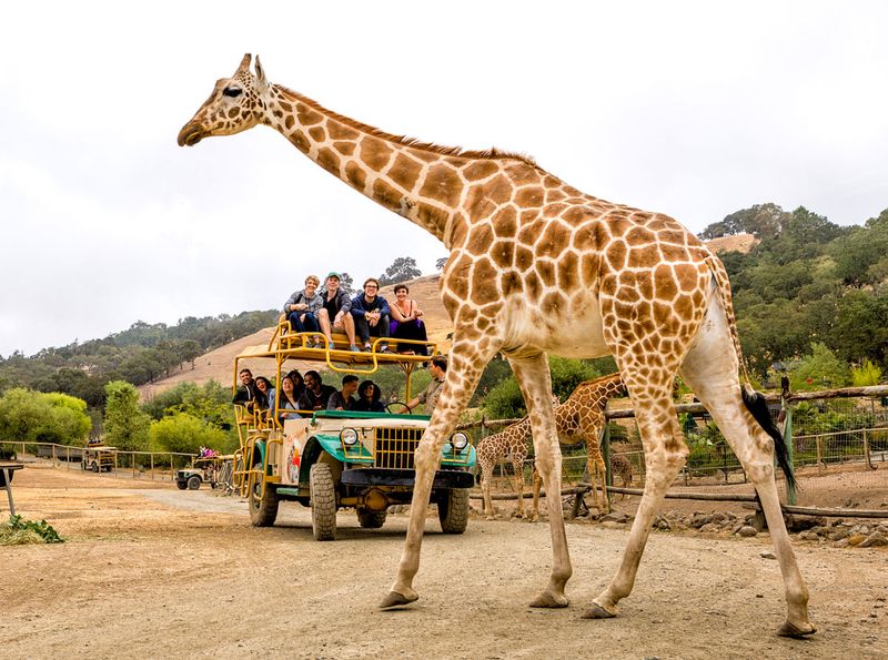 Guided Safari Tours Bring You Face-To-Face with Exotic Animals