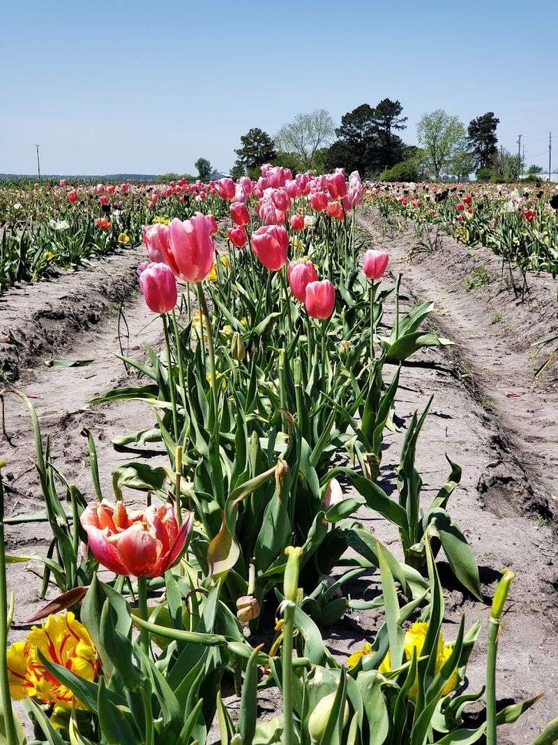 Community Uplift Through 2020 Tulip Planting