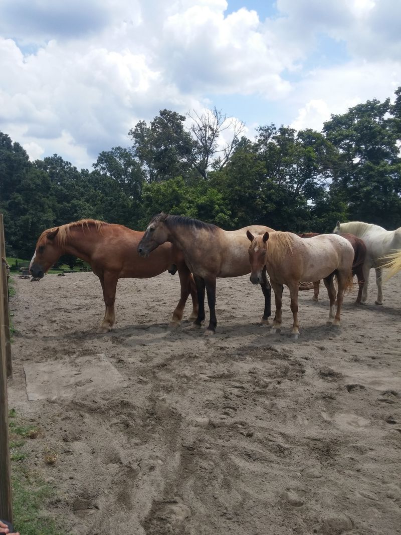 Expert Staff And Well-Maintained Horses Earn Consistent Visitor Praise