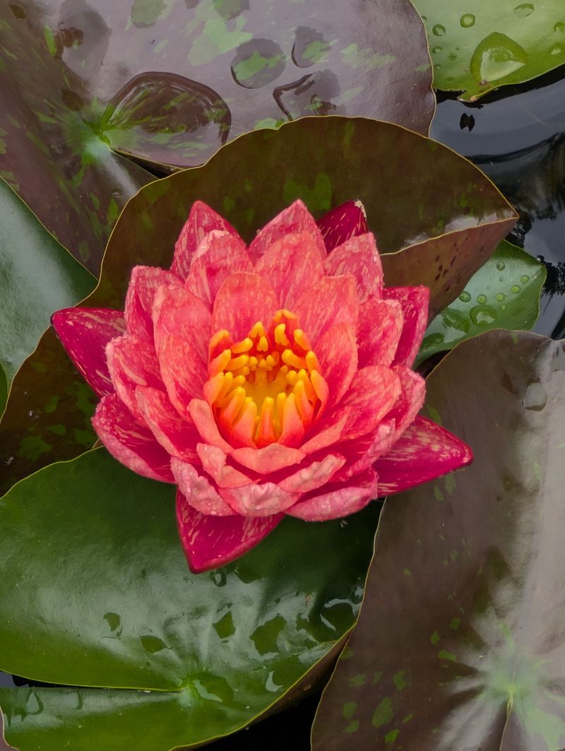 Waterlily Gardens Create Monet-Like Scenes