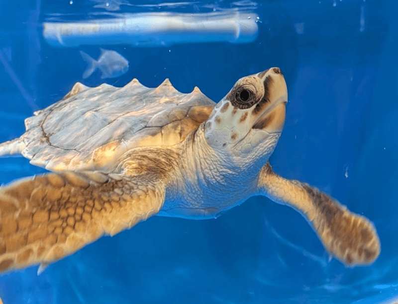 Sea Turtle Conservation Programs