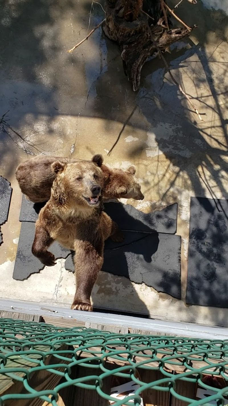 Meet Bears Up Close In North Carolina This Weekend - Decor Hint Adult Bears Wave Back At Visitors