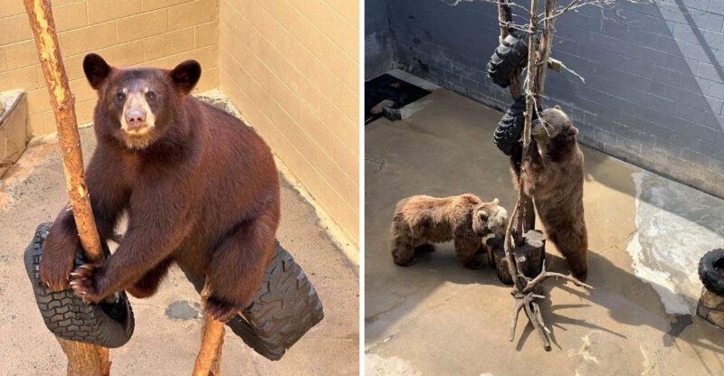 Meet Bears Up Close In North Carolina This Weekend