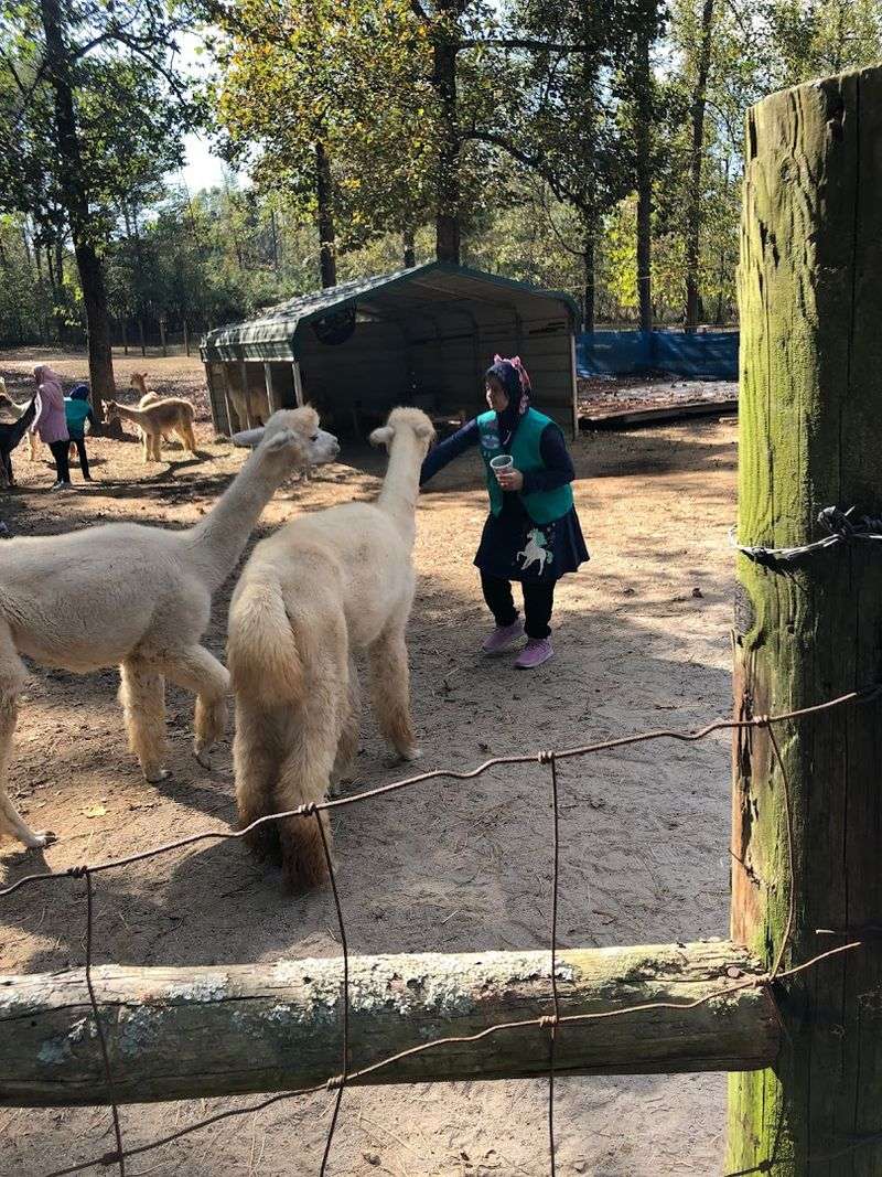 These Up-Close Alpaca Moments Make L & R Alpaca Haven Farm Georgia Worth The Trip - Decor Hint Guided Farm Tours That Teach and Delight