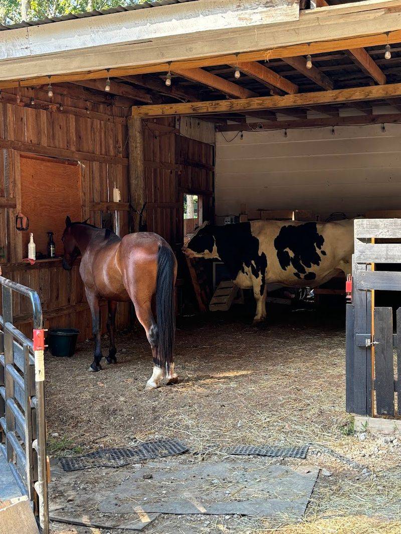 Volunteer Opportunities