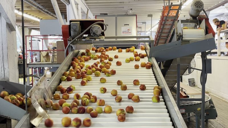 The Search for Georgia's Best Peach Ice Cream Might Just End At This Roadside Shed - Decor Hint Educational Experience for Children