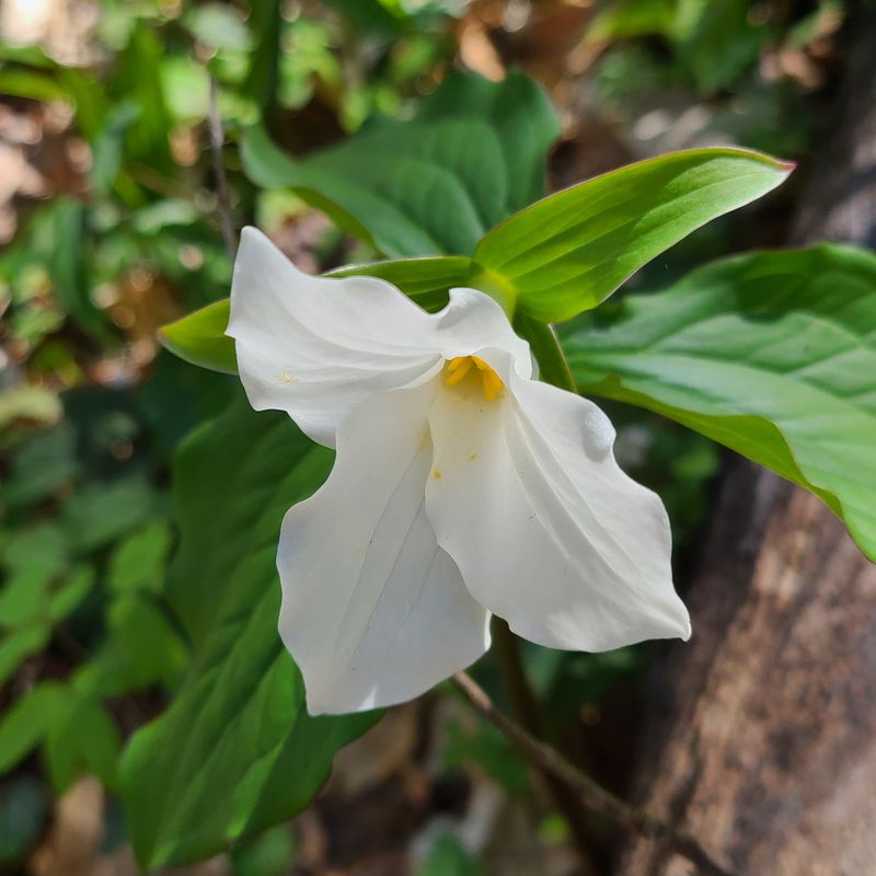 Spring Wildflower Spectacular