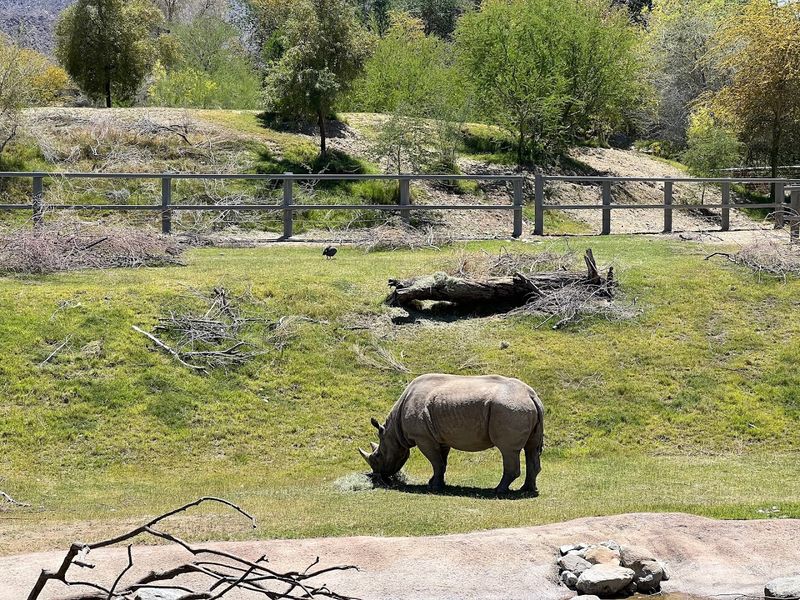 Conservation Programs Supporting Endangered Species Worldwide