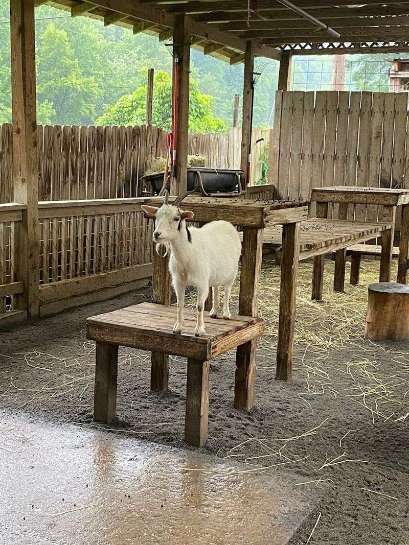 Meet Bears Up Close In North Carolina This Weekend - Decor Hint Seasonal Operating Schedule