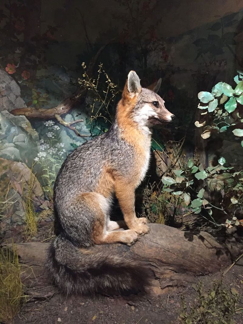 Santa Cruz Museum Of Natural History